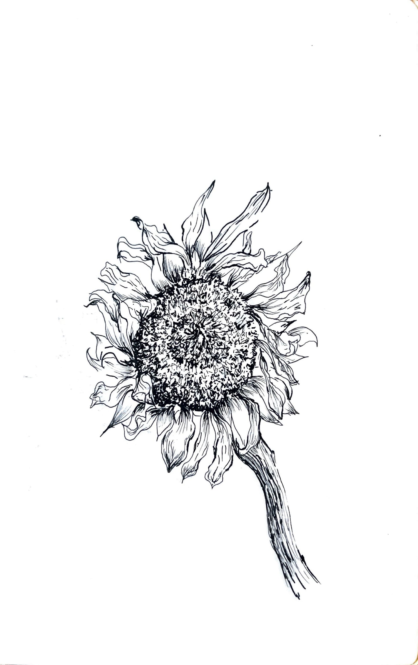 Custom Plant Portraits (Ink Drawing)