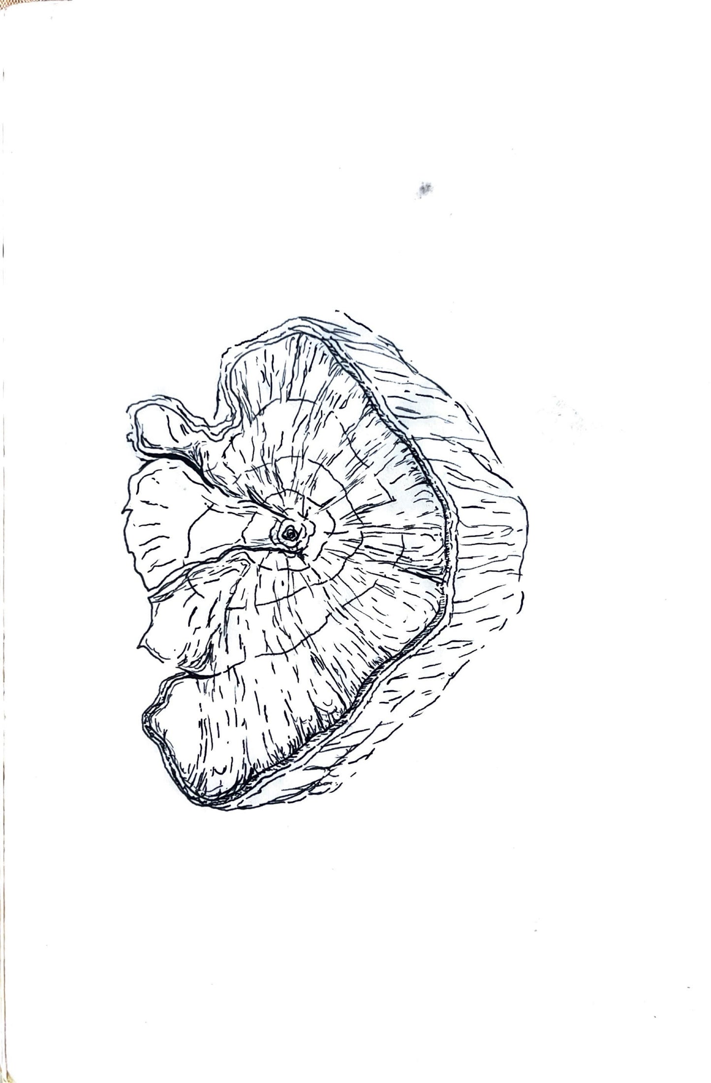 Custom Plant Portraits (Ink Drawing)