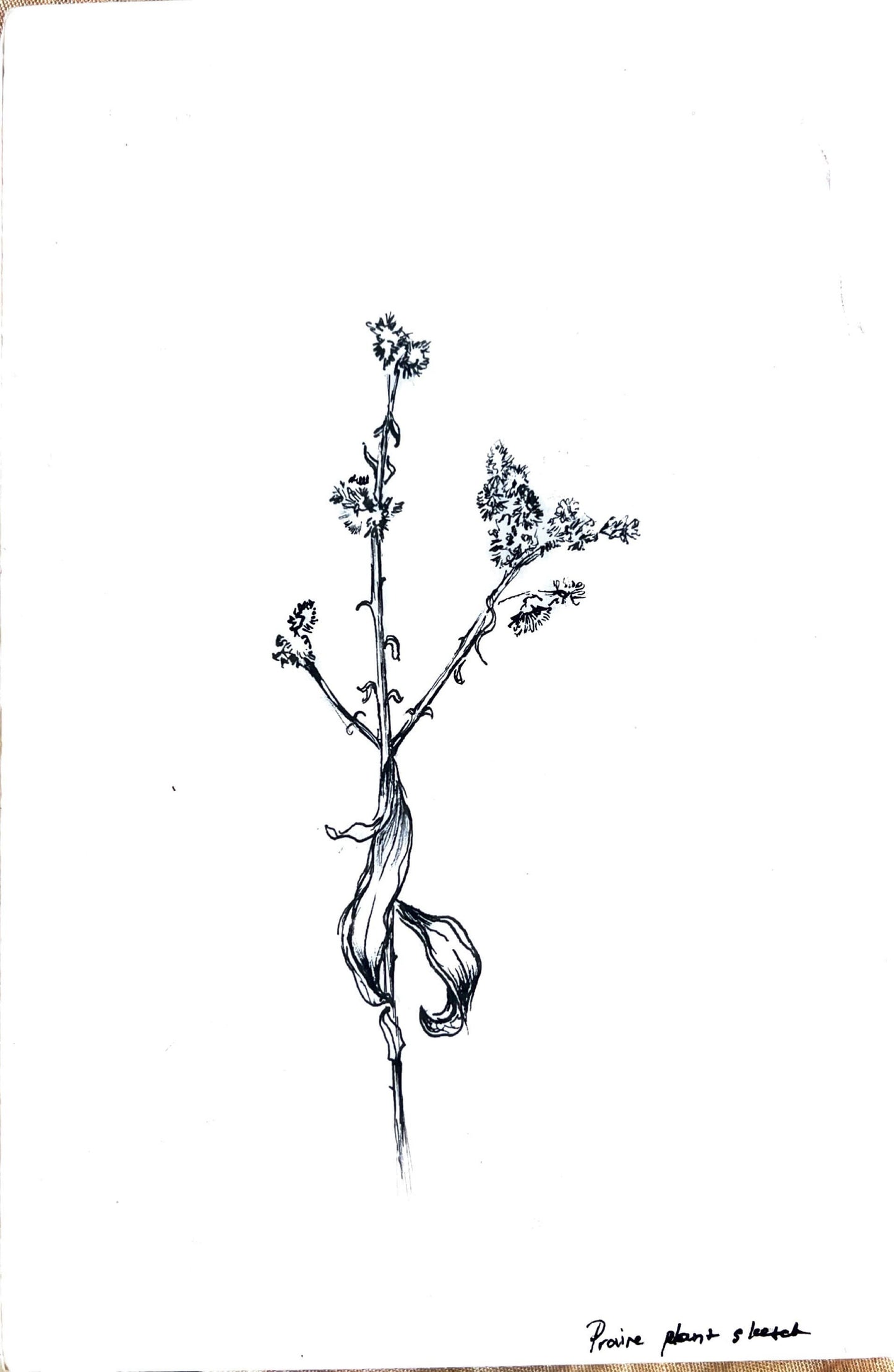 Custom Plant Portraits (Ink Drawing)