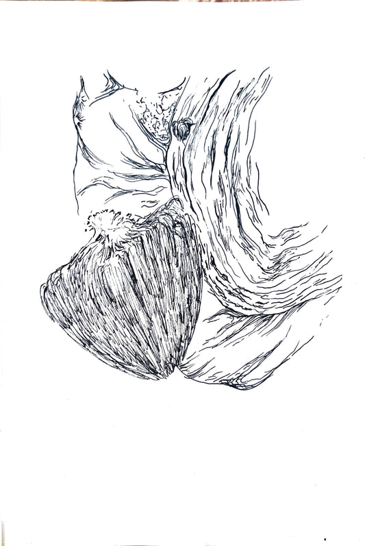 Custom Plant Portraits (Ink Drawing)