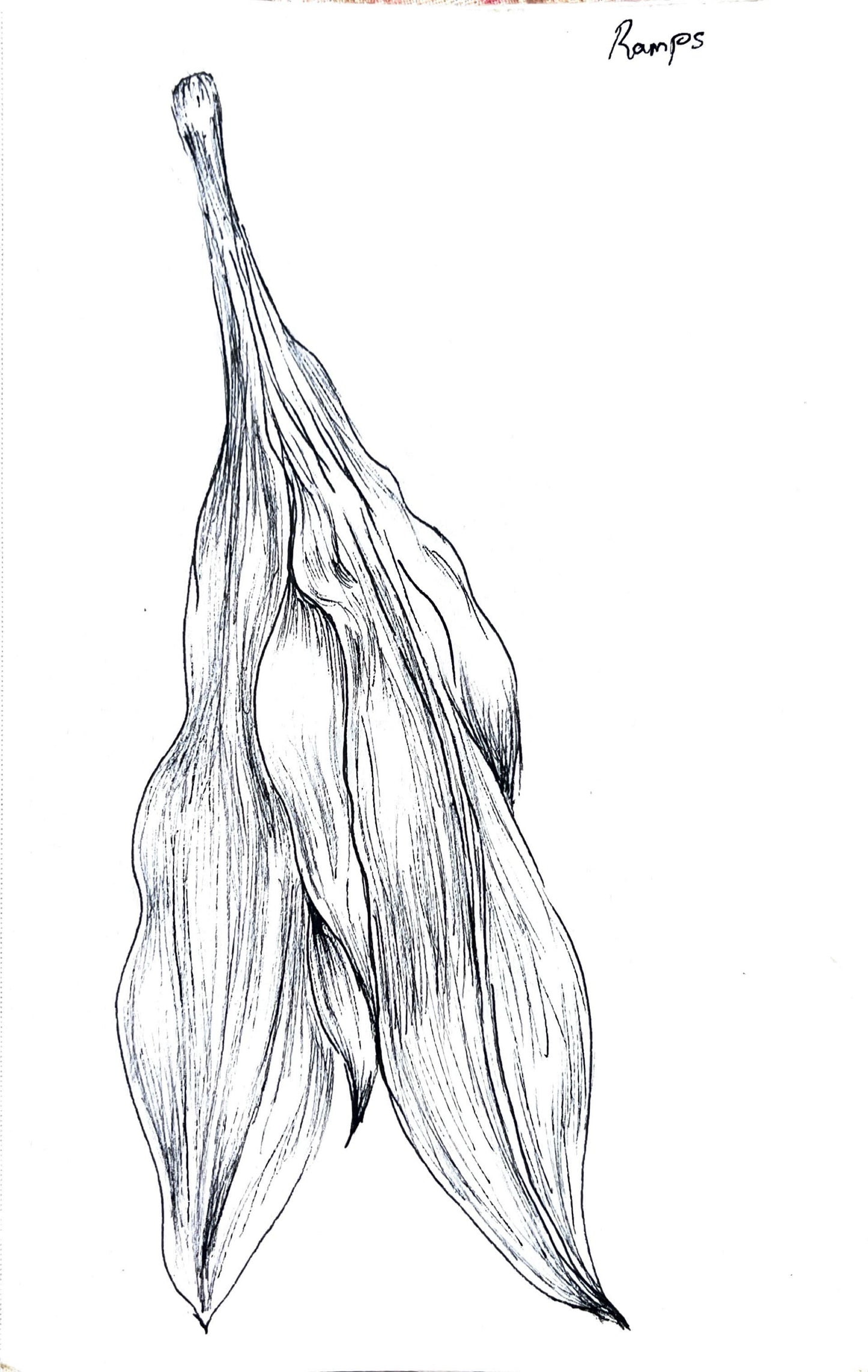 Custom Plant Portraits (Ink Drawing)