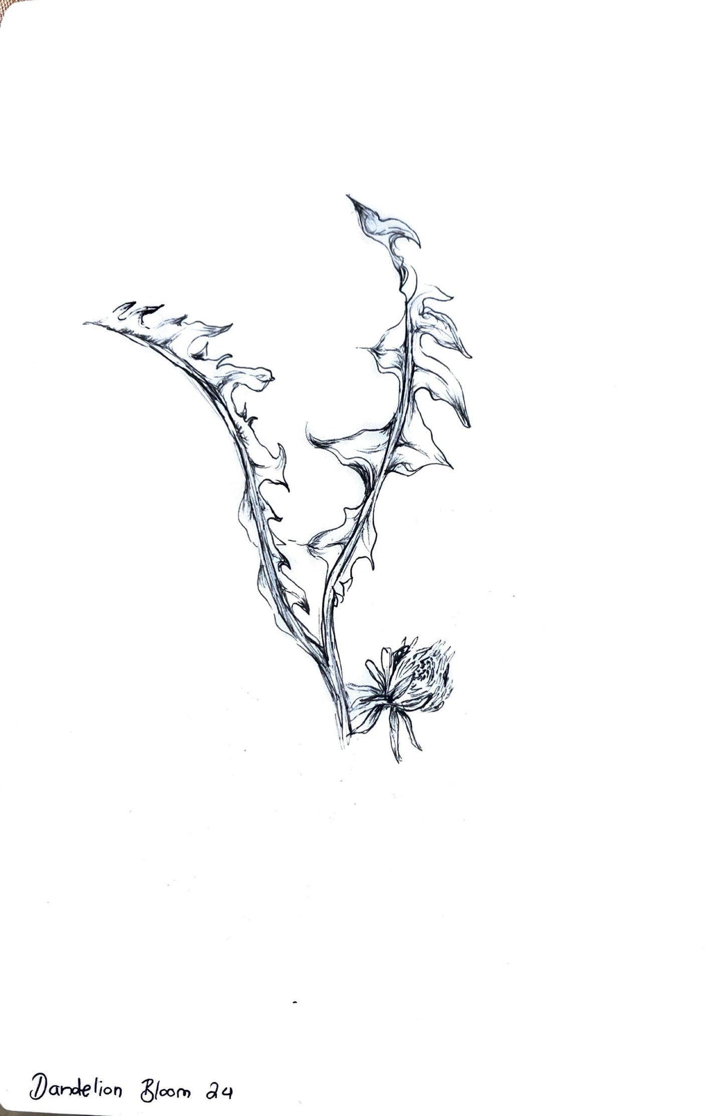 Custom Plant Portraits (Ink Drawing)