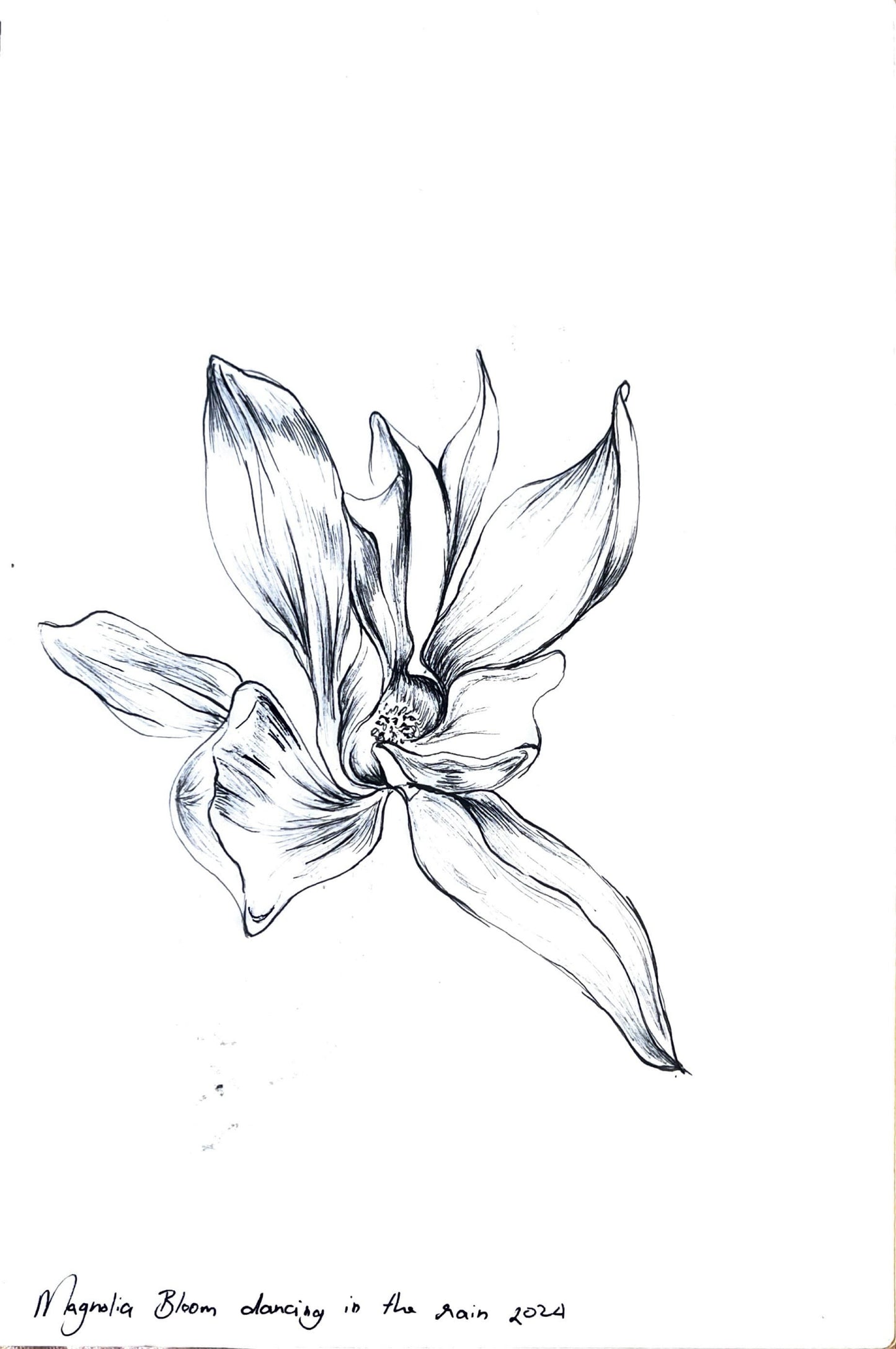 Custom Plant Portraits (Ink Drawing)