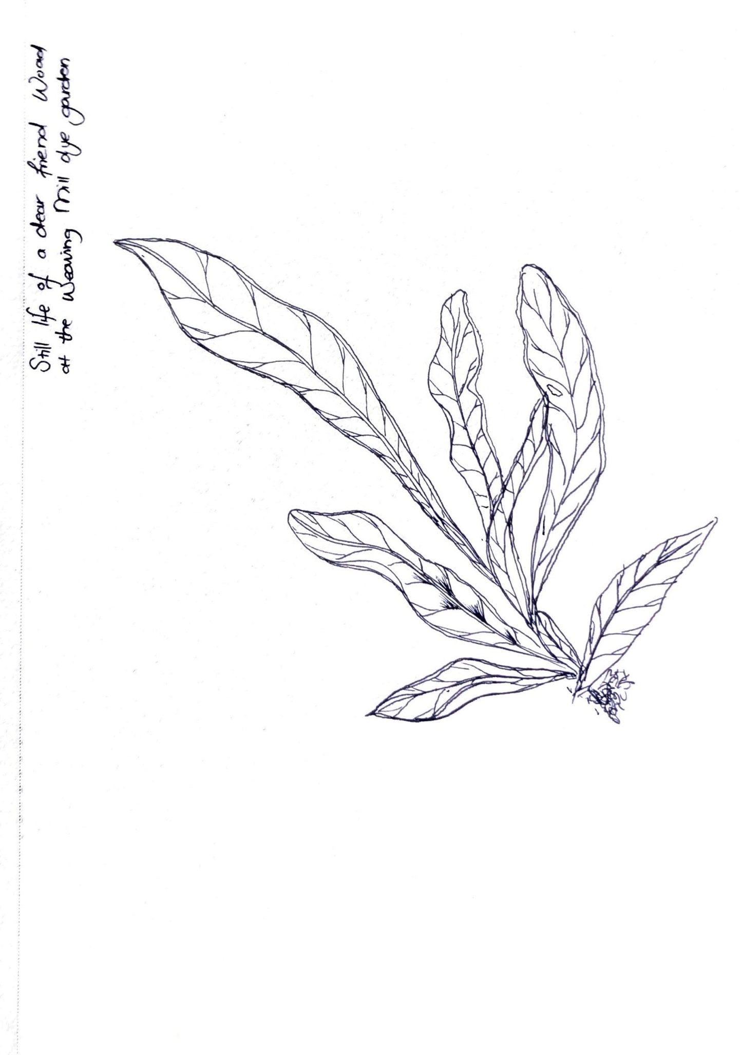 Custom Ink Plant Drawings