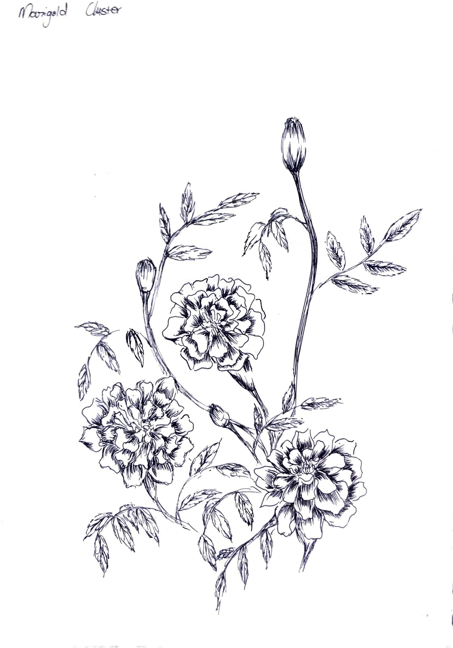 Custom Ink Plant Drawings
